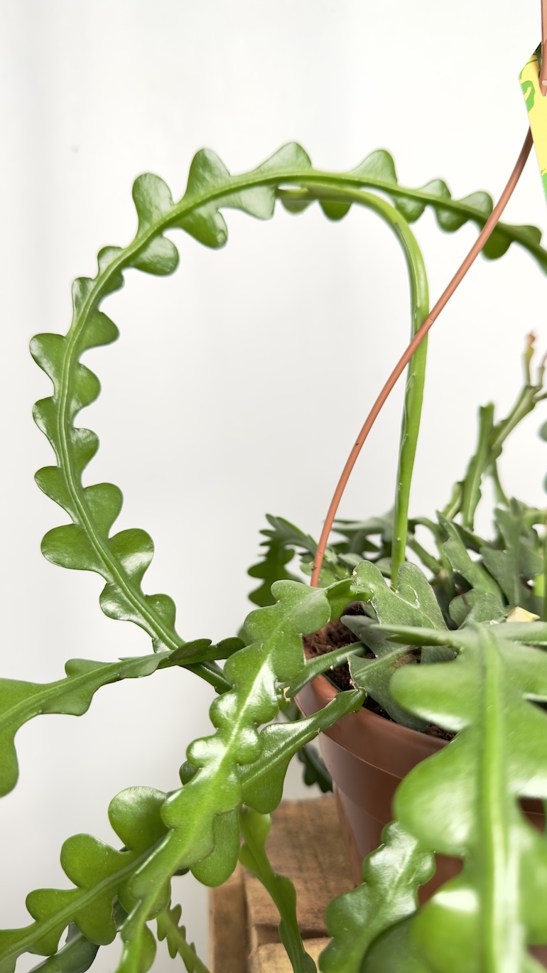 Epiphyllum anguliger