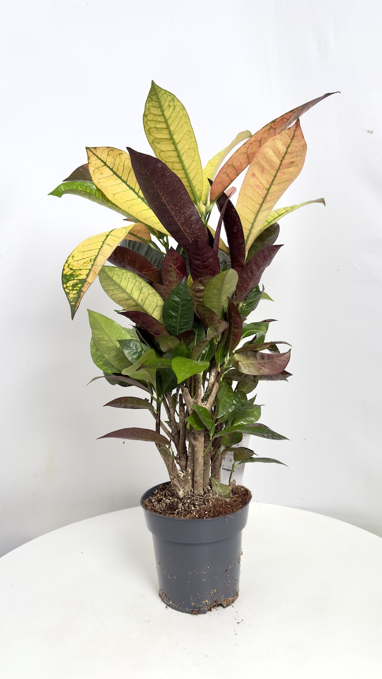 Codiaeum Variegatum Gold Star