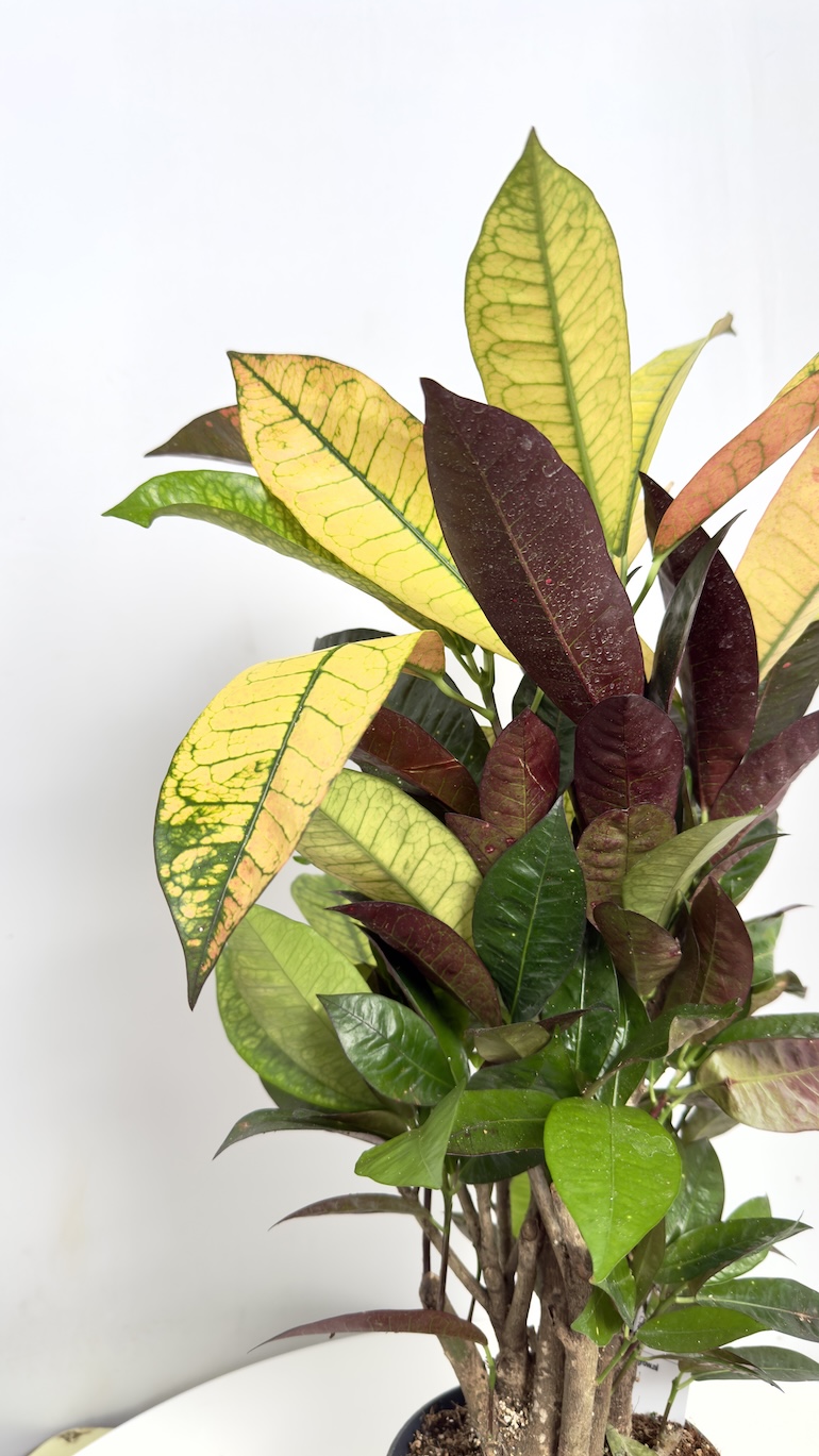 Codiaeum Variegatum Gold Star