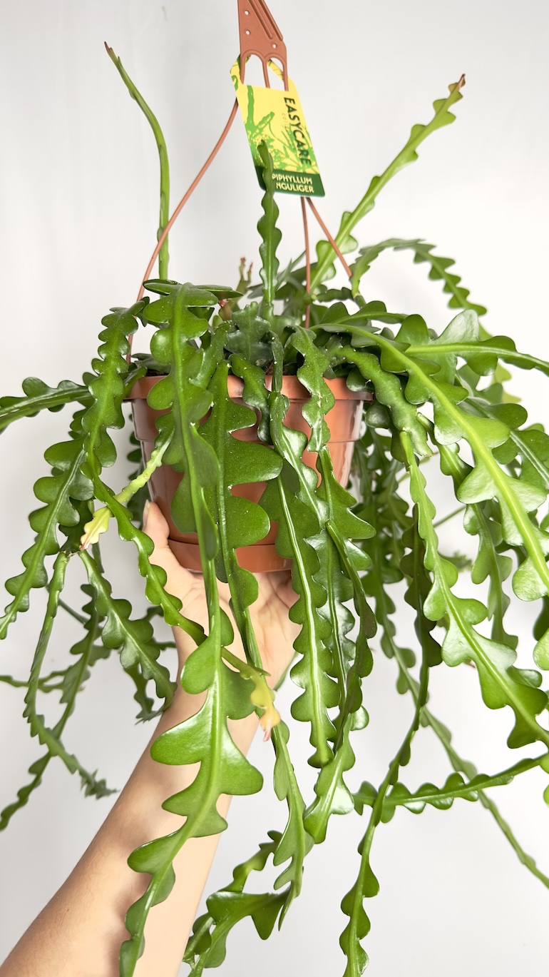 Epiphyllum anguliger