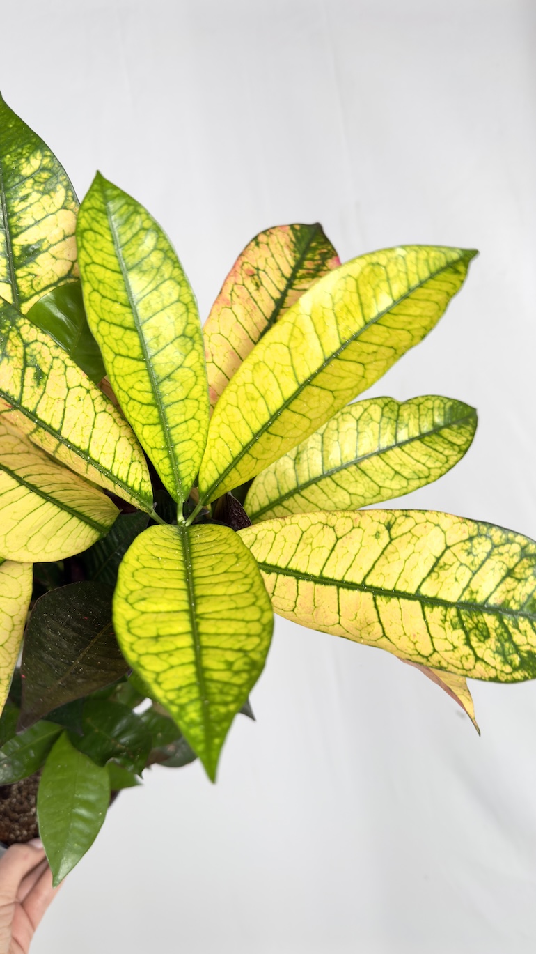 Codiaeum Variegatum Gold Star