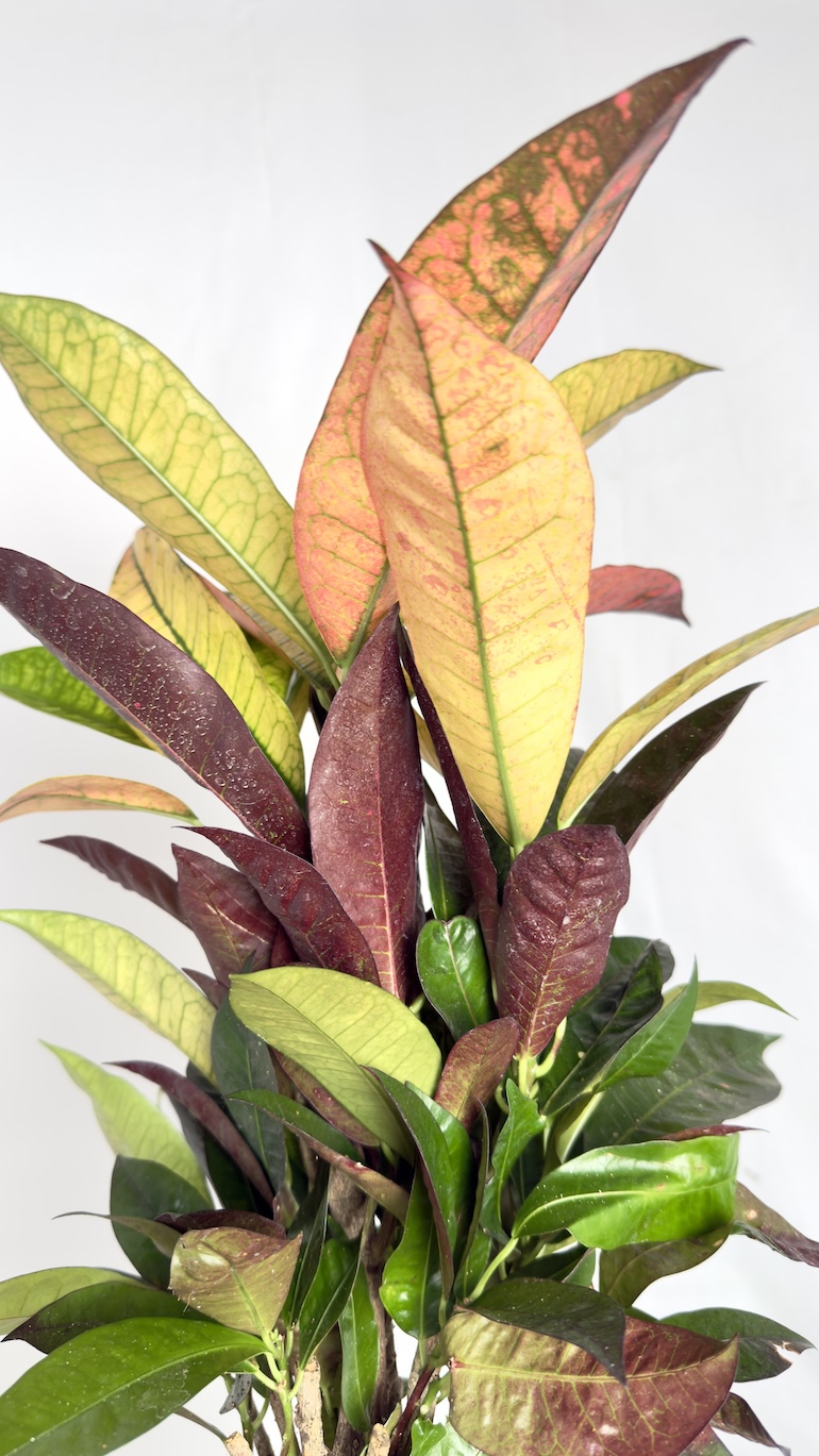 Codiaeum Variegatum Gold Star