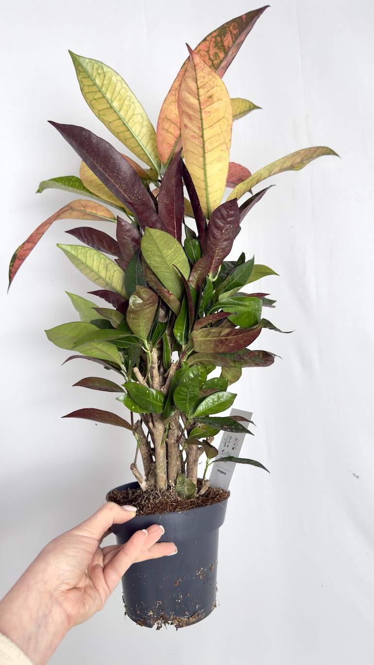 Codiaeum Variegatum Gold Star