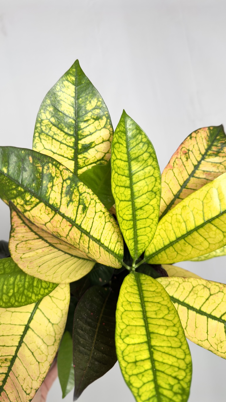 Codiaeum Variegatum Gold Star