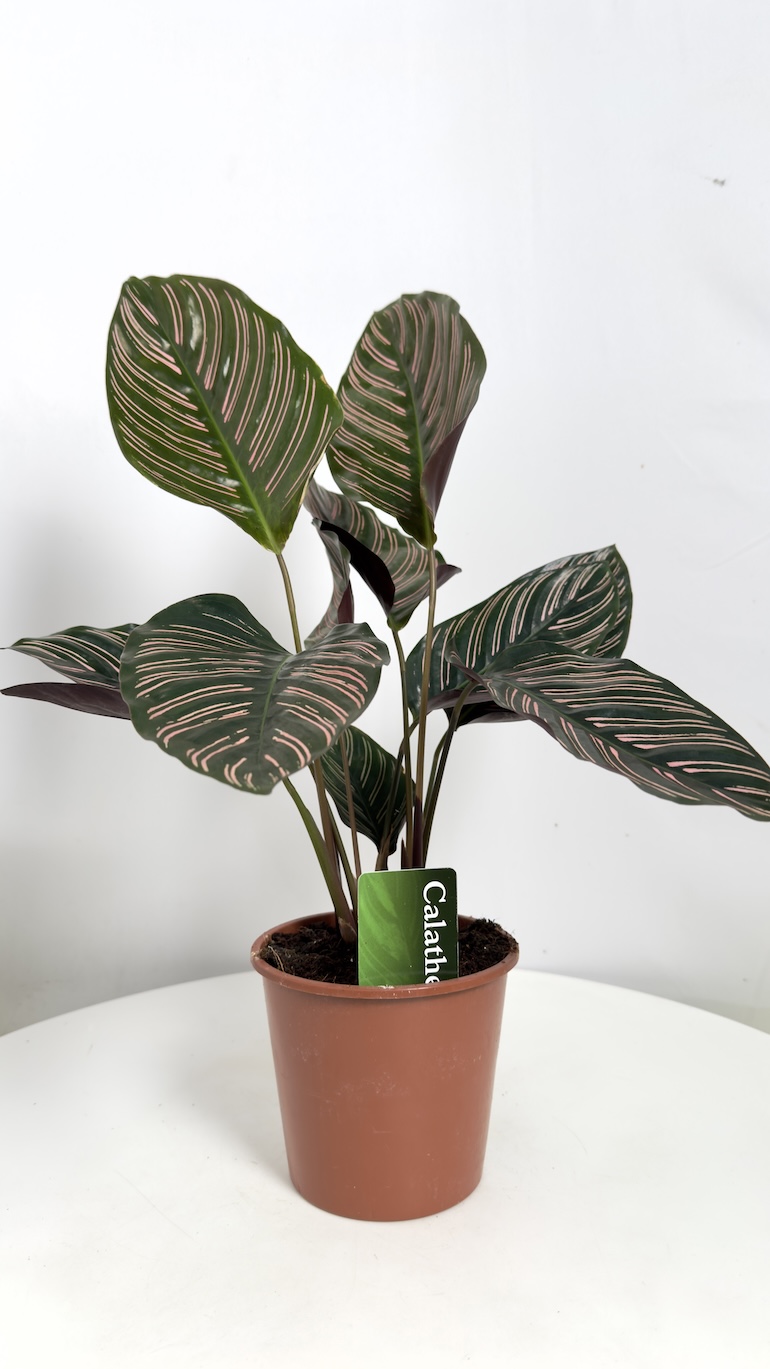 Calathea Ornata Sanderiana