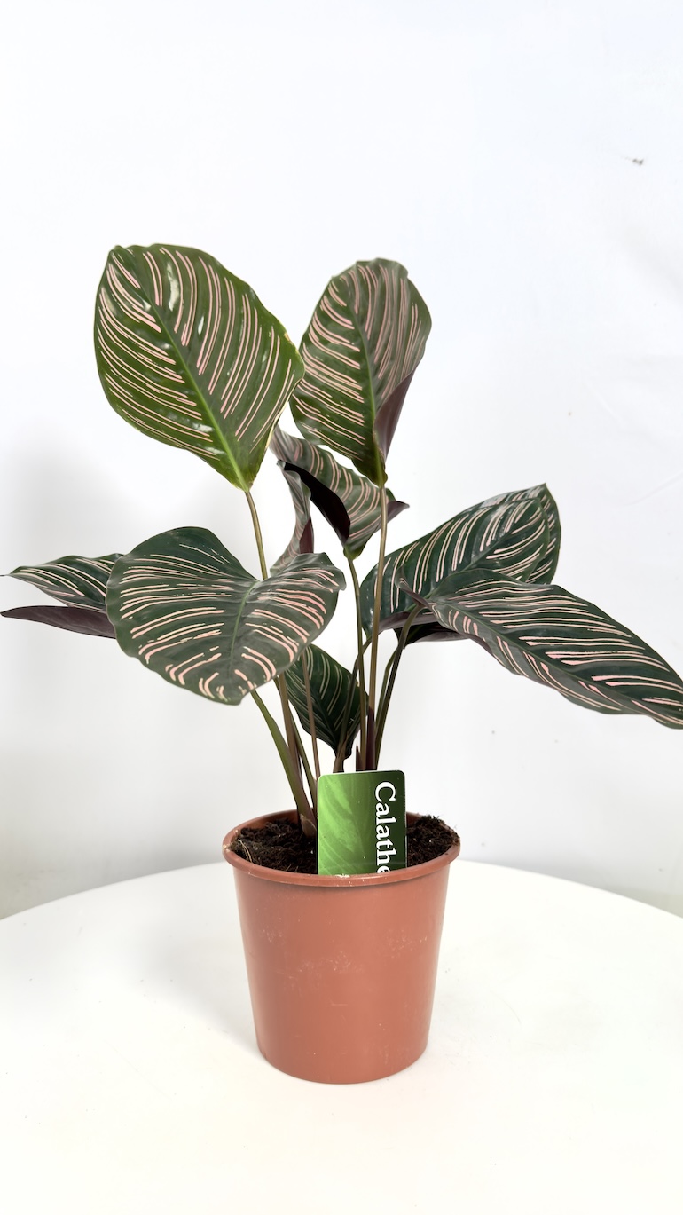 Calathea Ornata Sanderiana