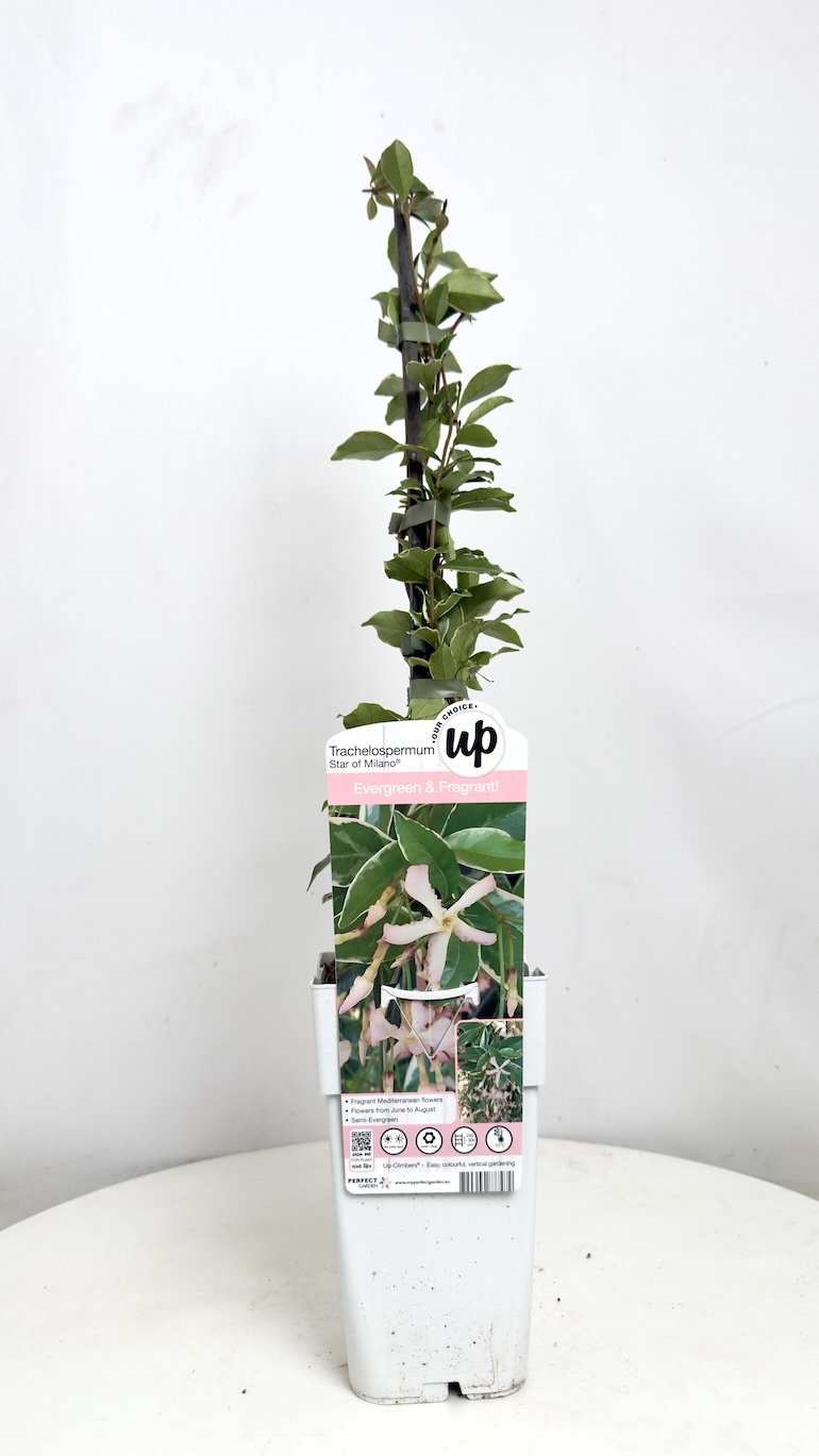 Jaśmin Trachelospermum jasminoides Star of Milano 15/65cm