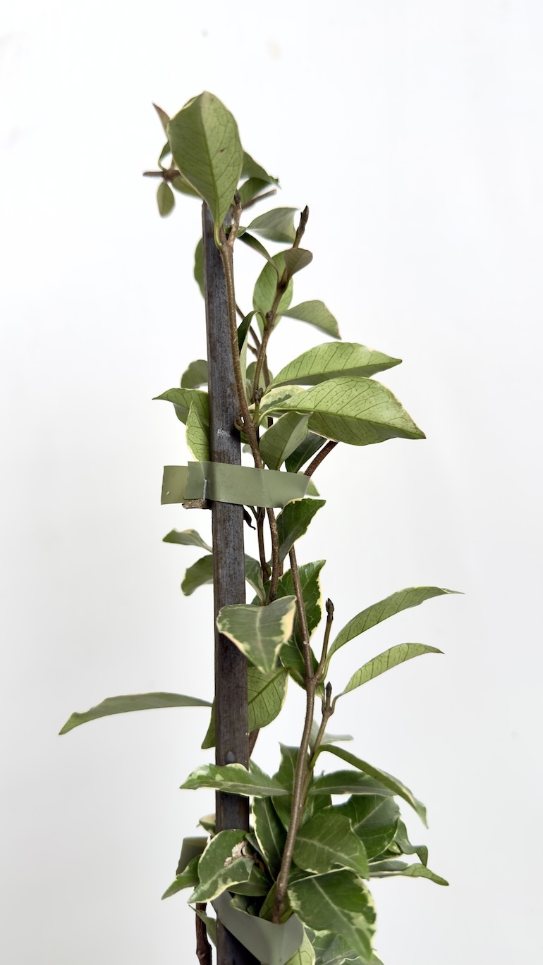 Jaśmin Trachelospermum jasminoides Star of Milano 15/65cm