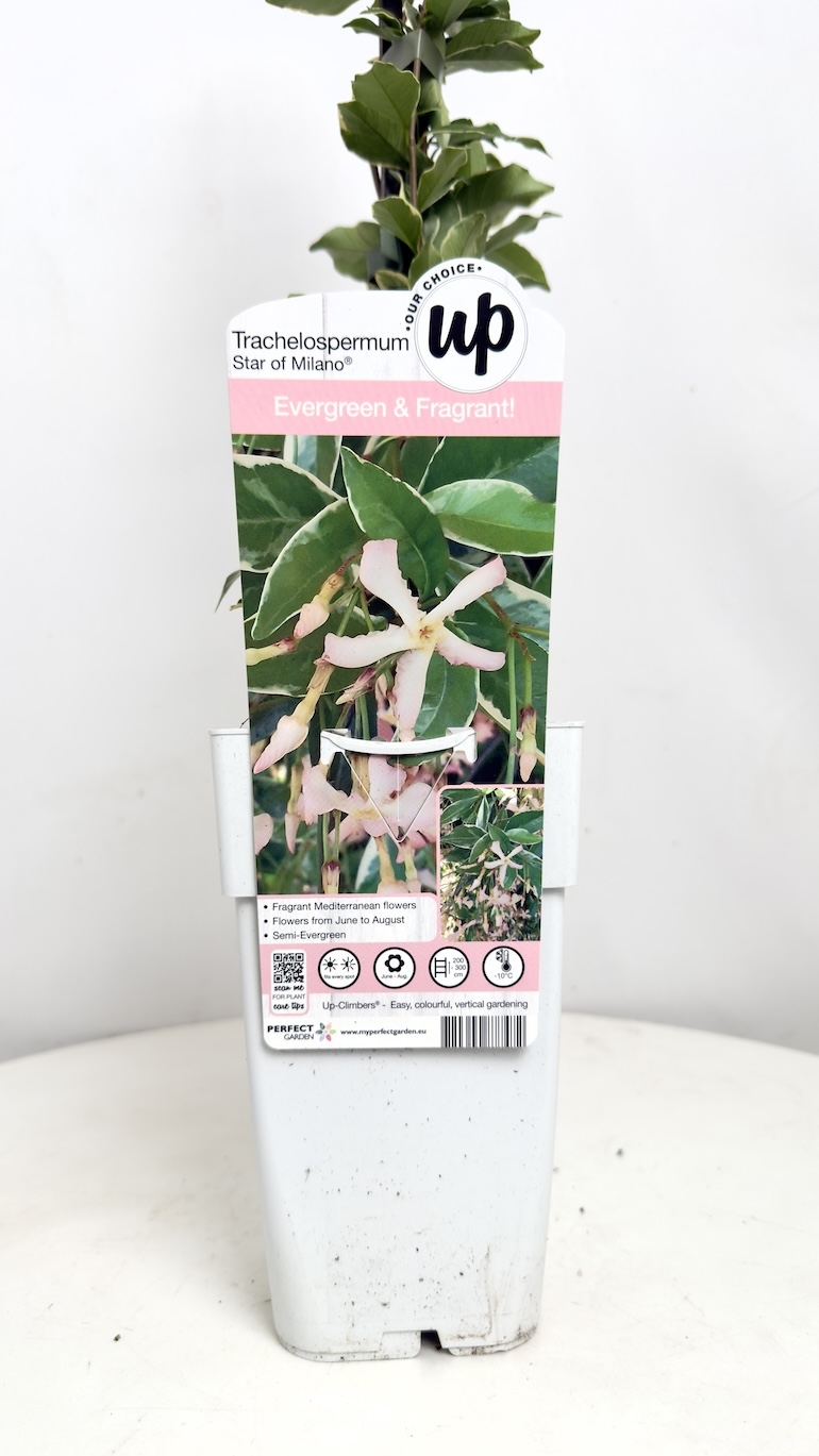 Jaśmin Trachelospermum jasminoides Star of Milano 15/65cm