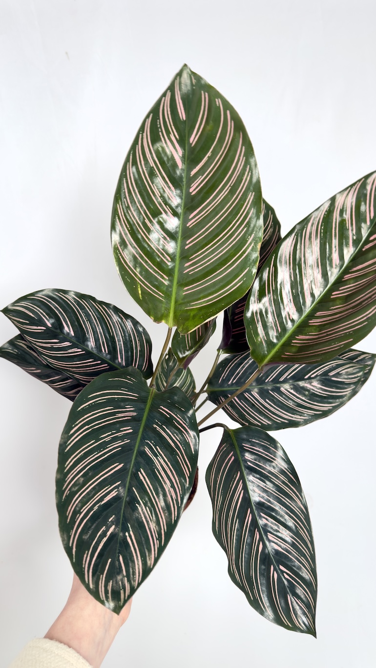 Calathea Ornata Sanderiana