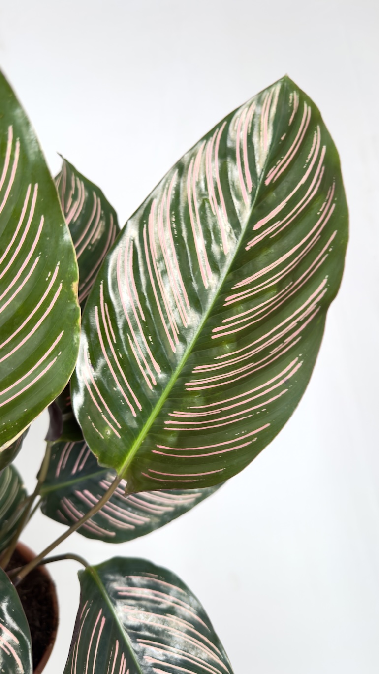 Calathea Ornata Sanderiana