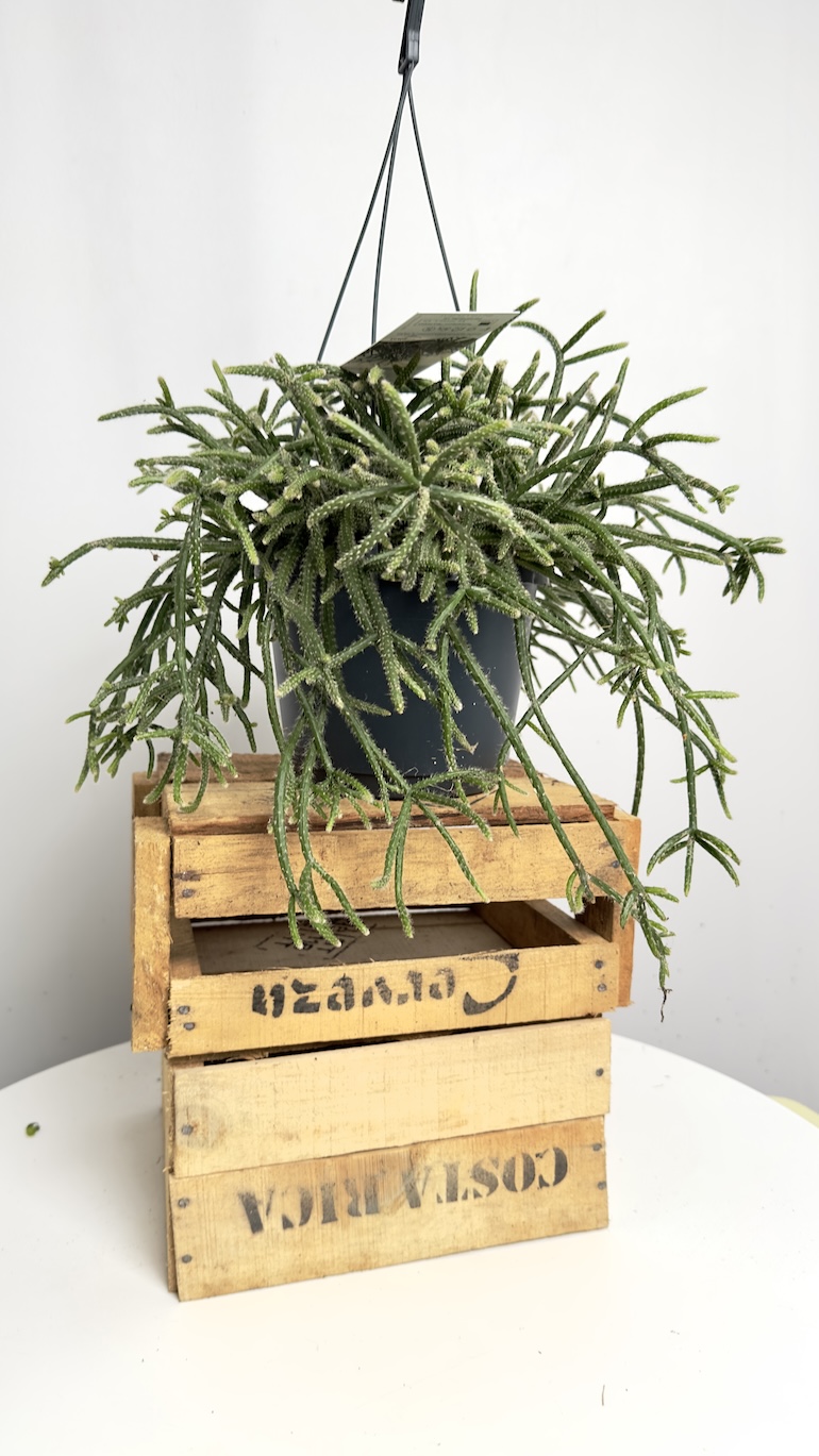 Rhipsalis Horrida