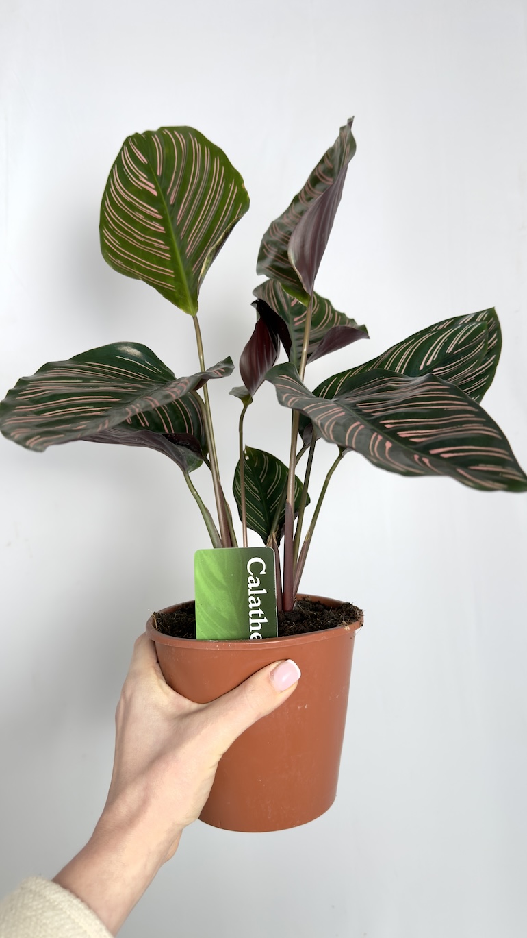 Calathea Ornata Sanderiana