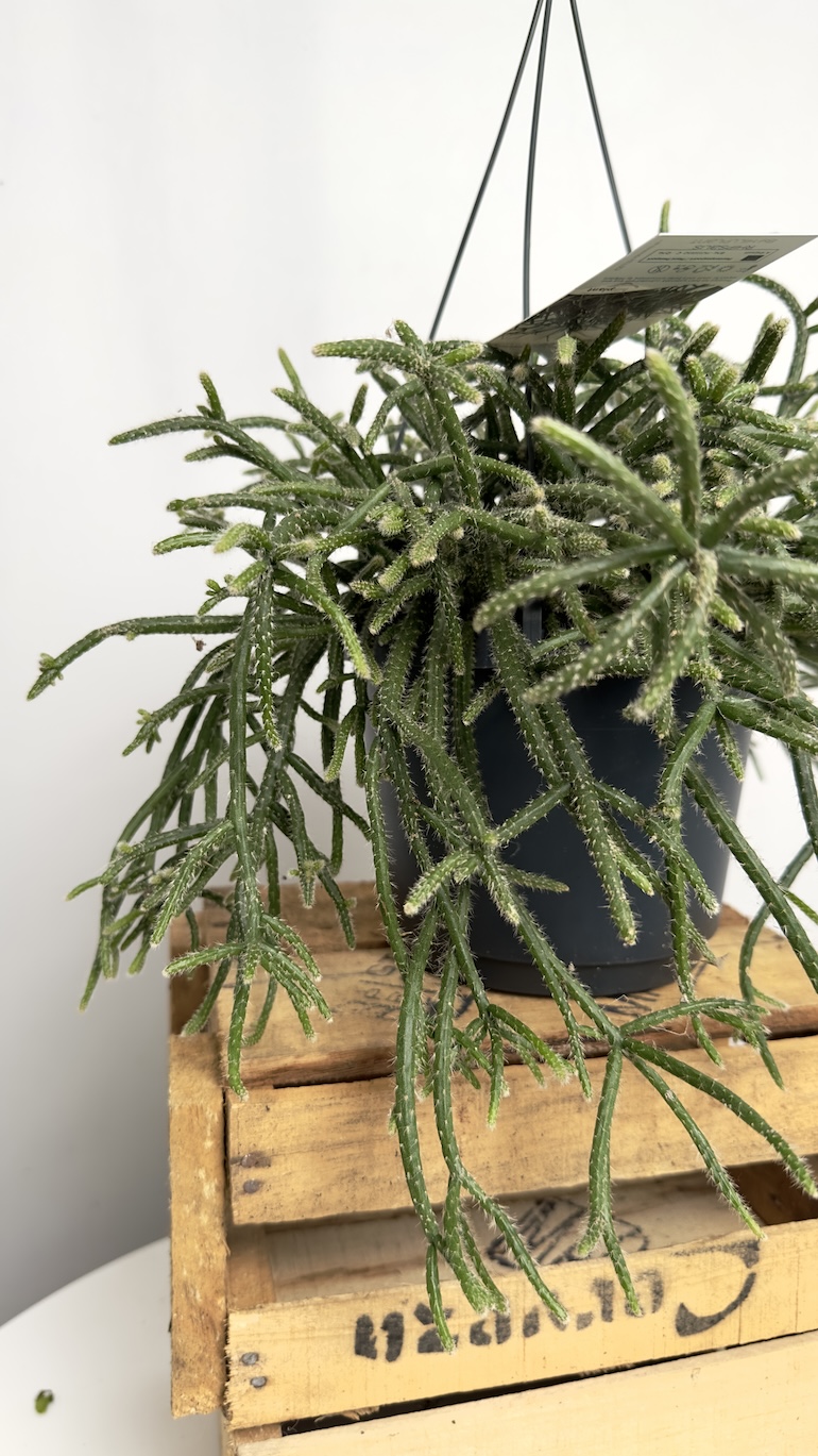 Rhipsalis Horrida