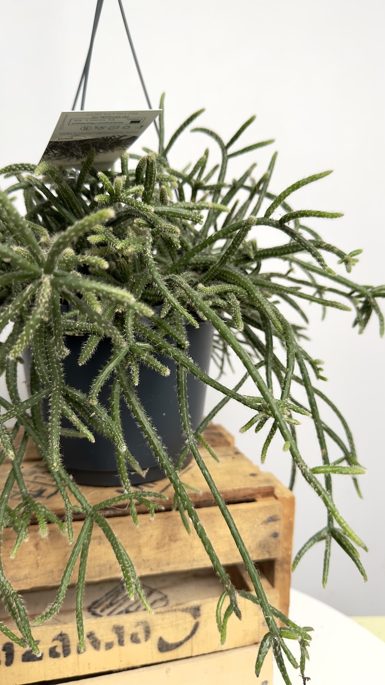 Rhipsalis Horrida