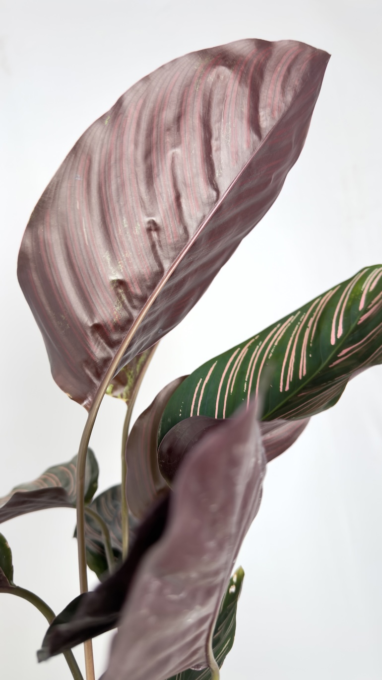 Calathea Ornata Sanderiana