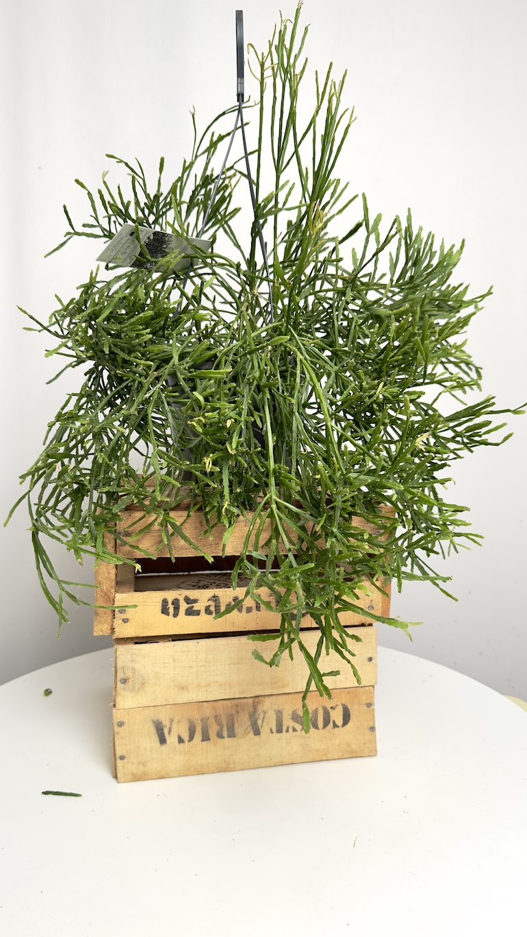 Rhipsalis Ewaldiana