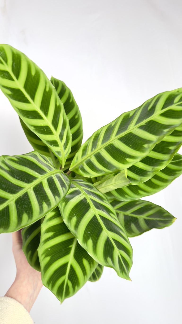 Calathea Zebrina