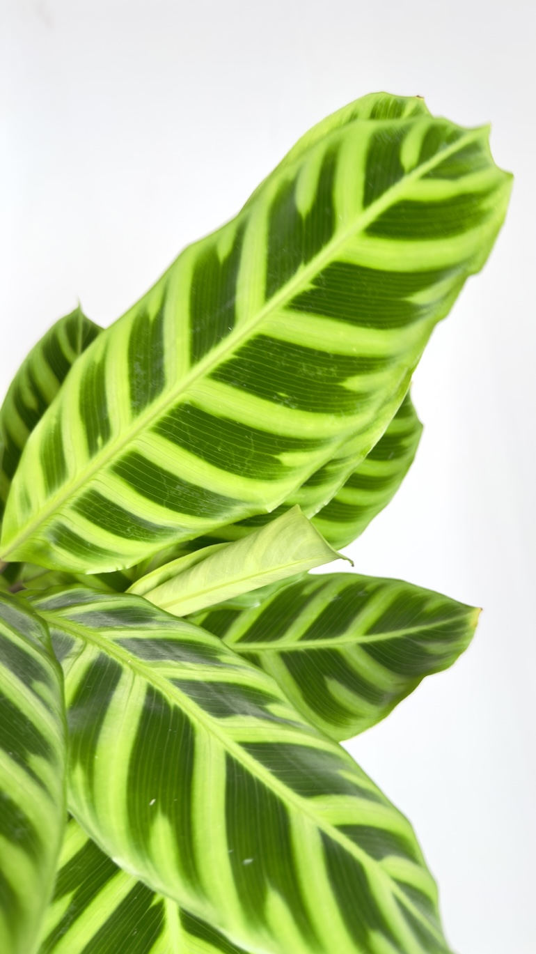 Calathea Zebrina