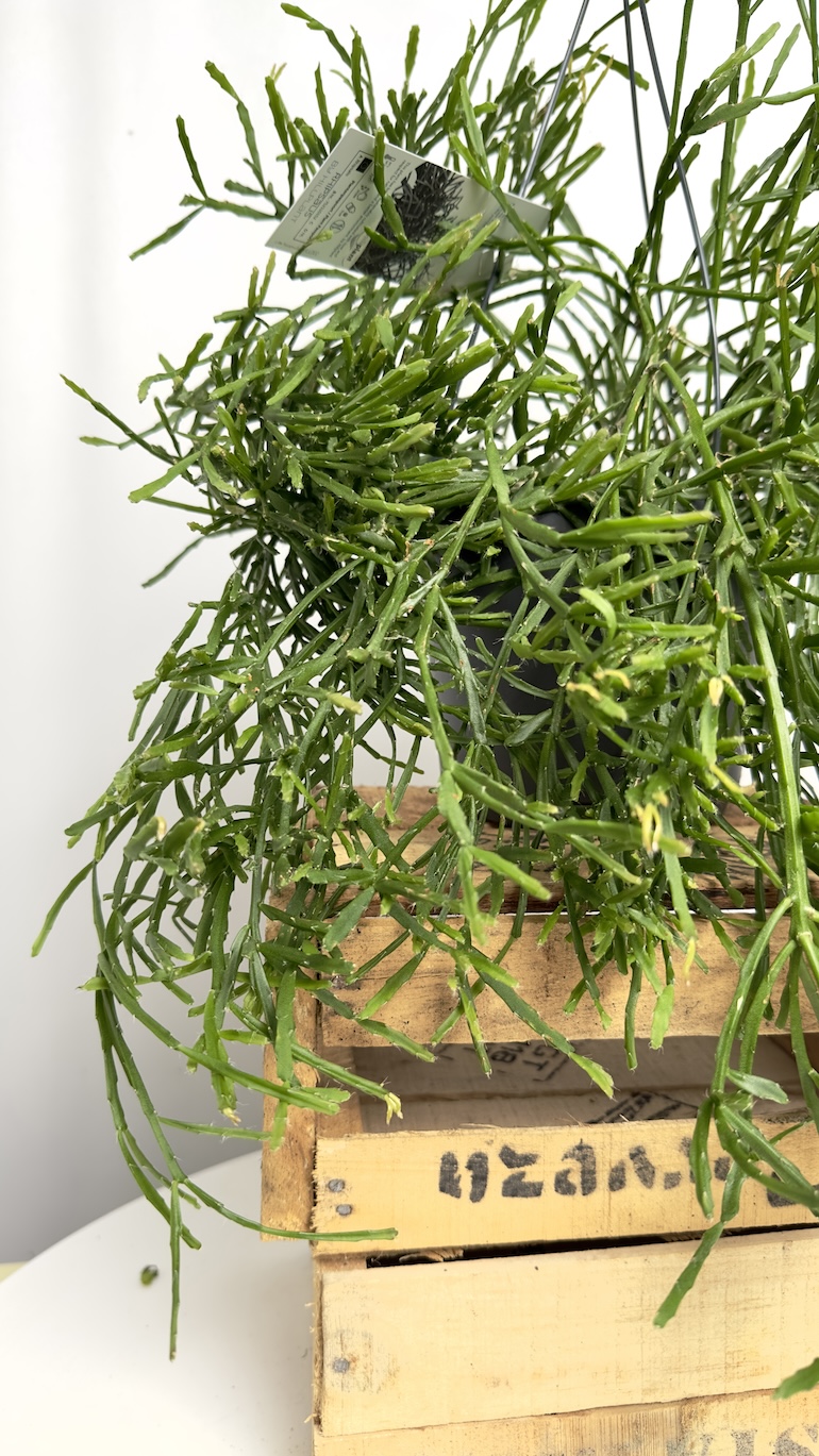 Rhipsalis Ewaldiana