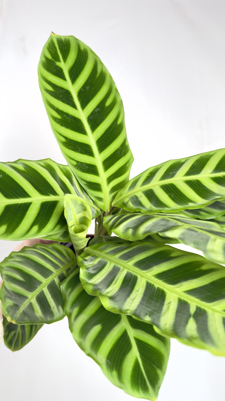 Calathea Zebrina