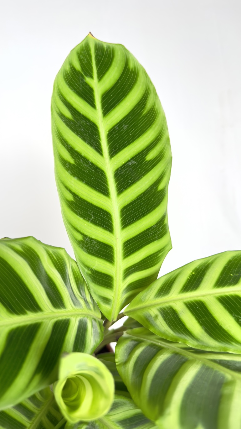 Calathea Zebrina