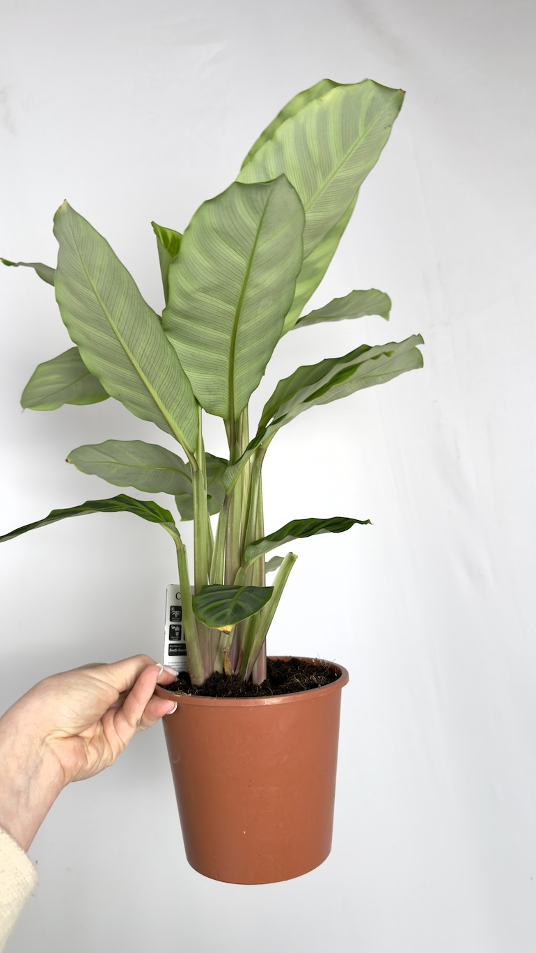 Calathea Zebrina