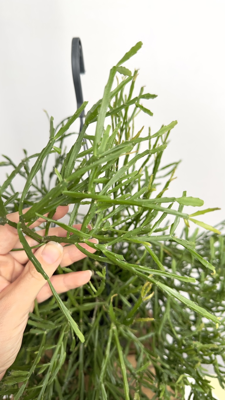 Rhipsalis Ewaldiana