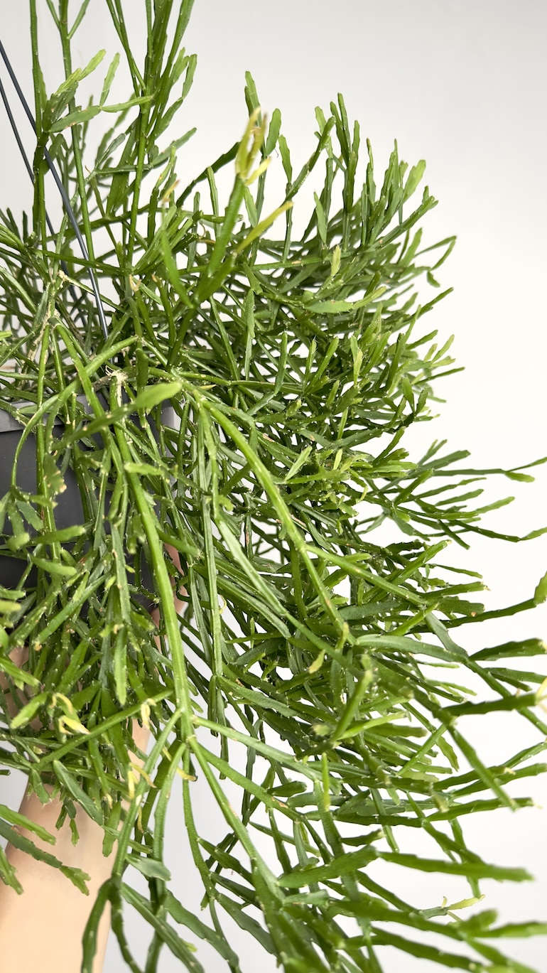 Rhipsalis Ewaldiana
