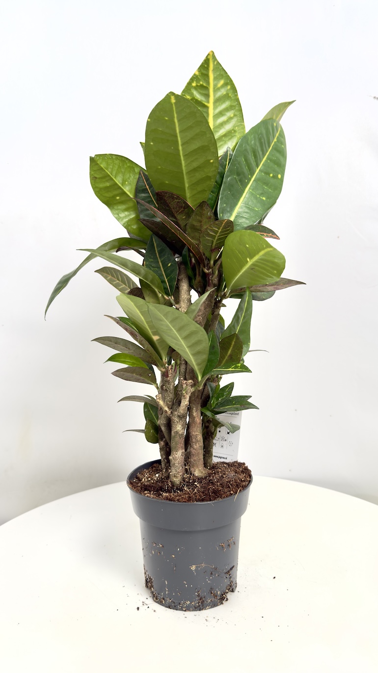 Codiaeum variegatum Aucubaefolia