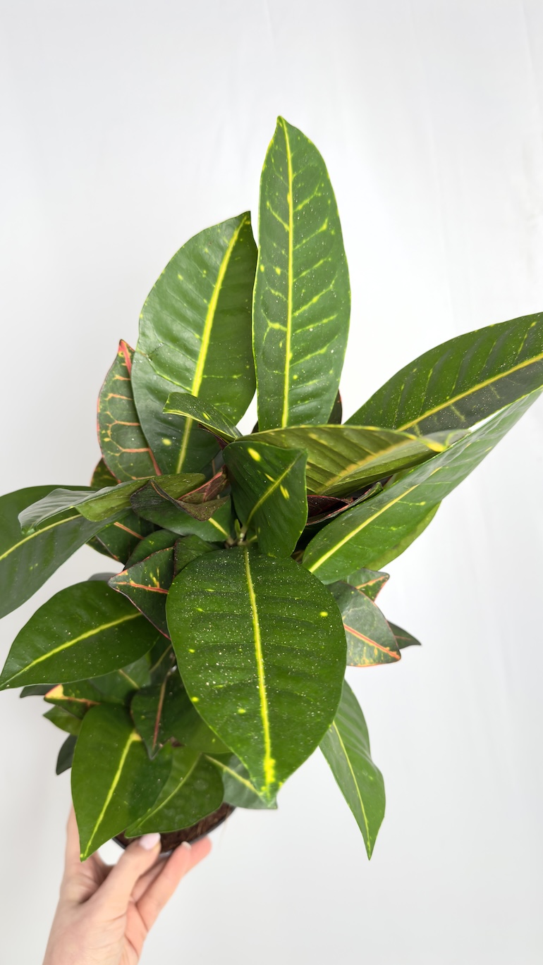 Codiaeum variegatum Aucubaefolia