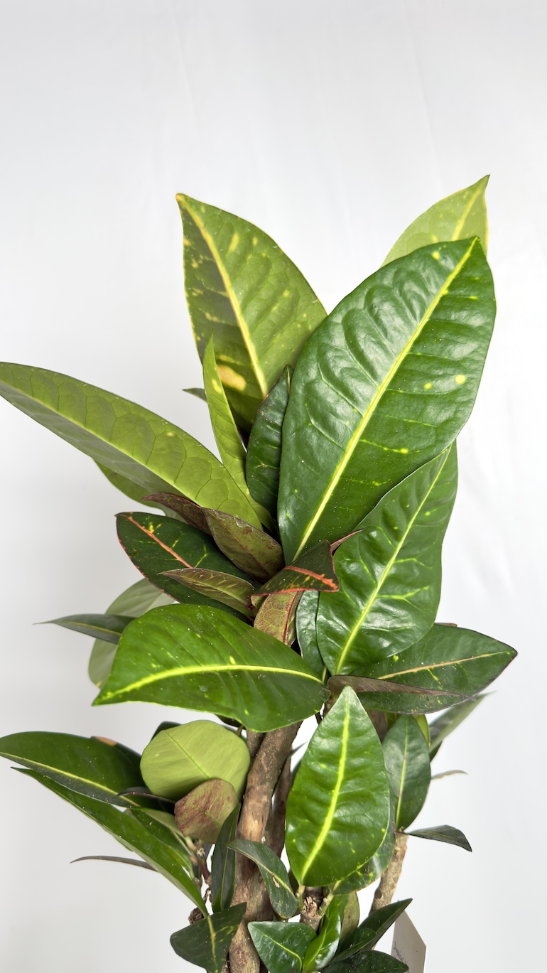 Codiaeum variegatum Aucubaefolia