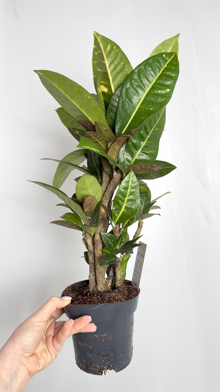 Codiaeum variegatum Aucubaefolia