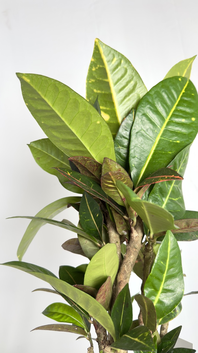 Codiaeum variegatum Aucubaefolia
