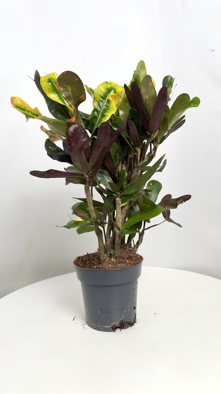 Codiaeum Variegatum Mammi