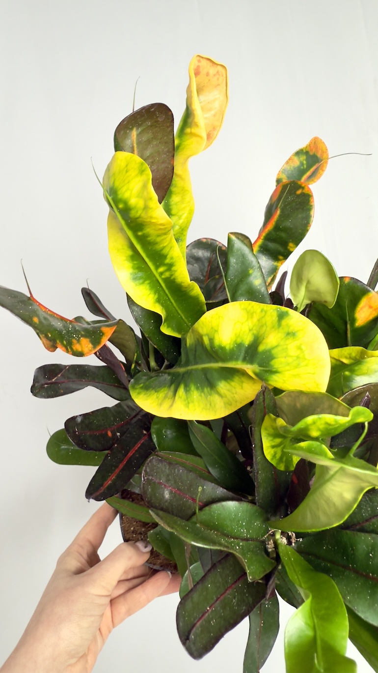 Codiaeum Variegatum Mammi