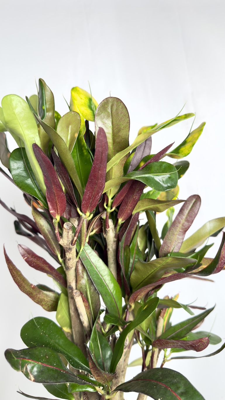Codiaeum Variegatum Mammi