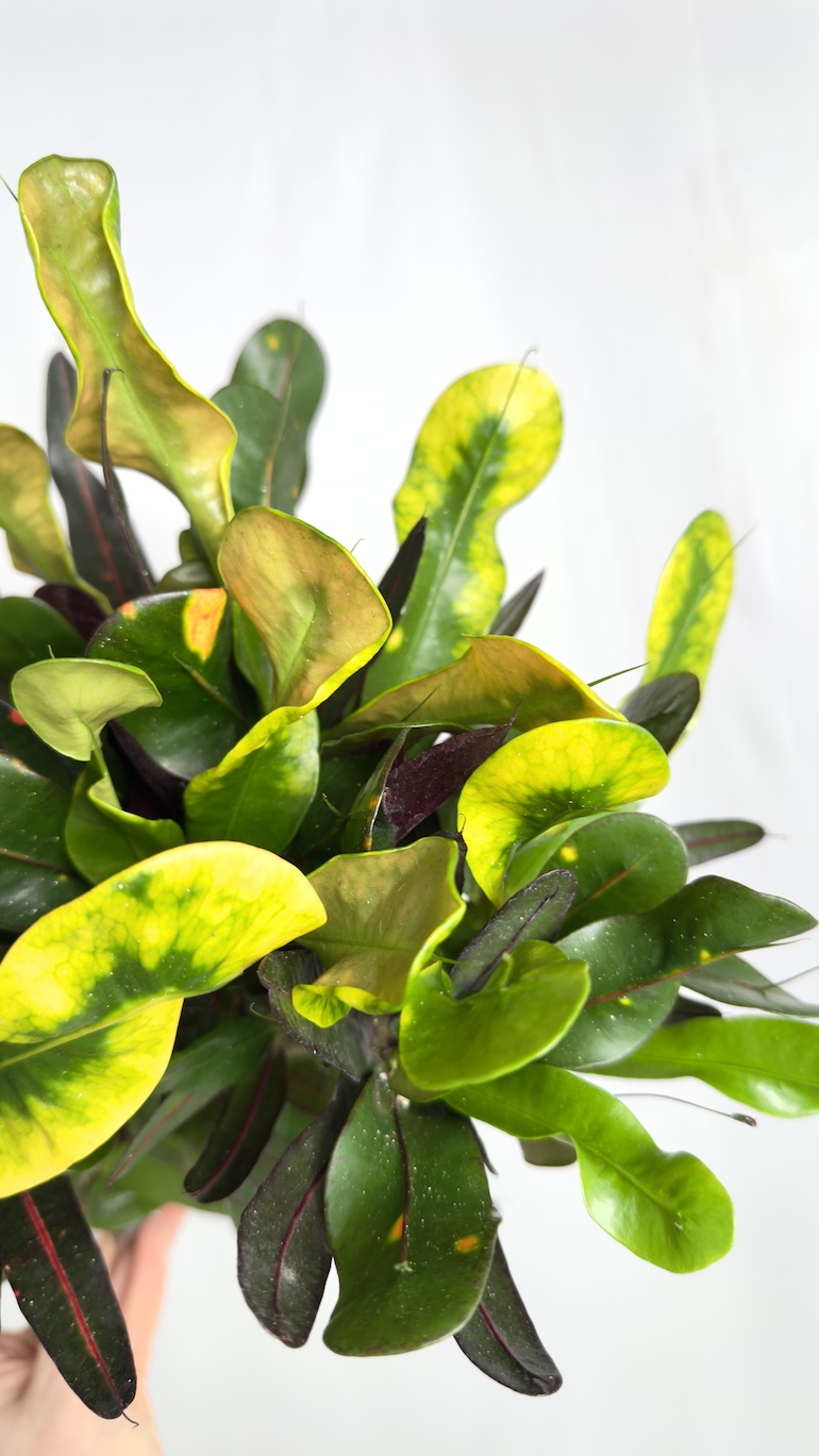 Codiaeum Variegatum Mammi