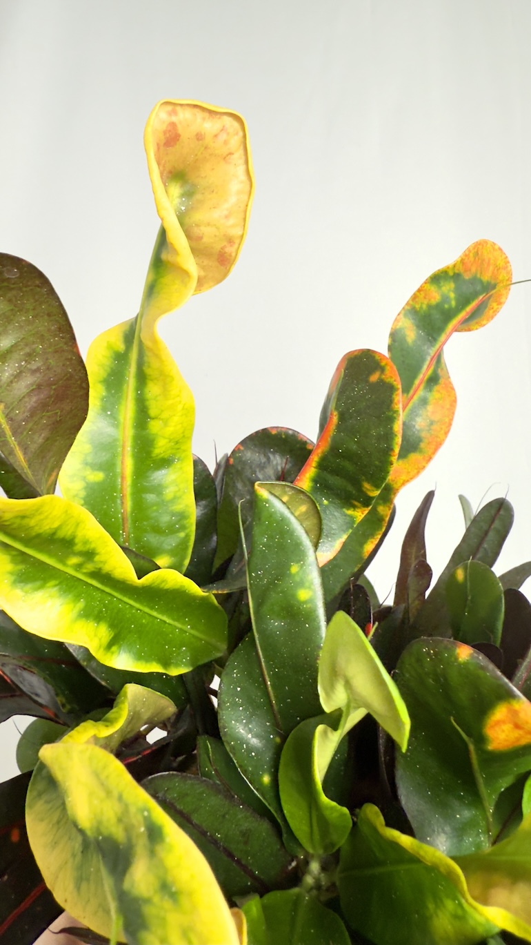 Codiaeum Variegatum Mammi