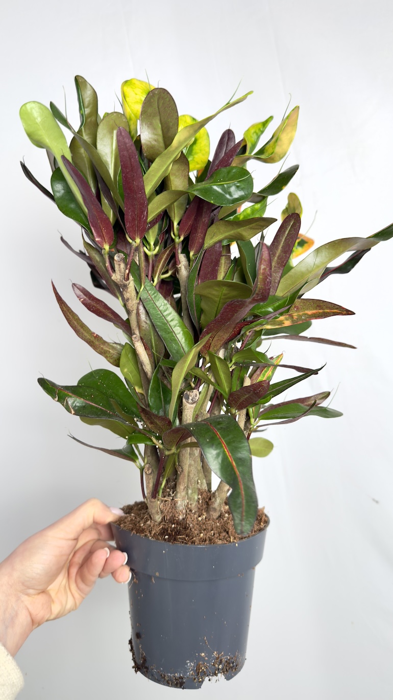 Codiaeum Variegatum Mammi