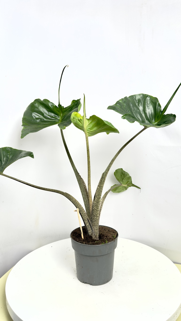 Alocasia Macrorrhiza Stingray