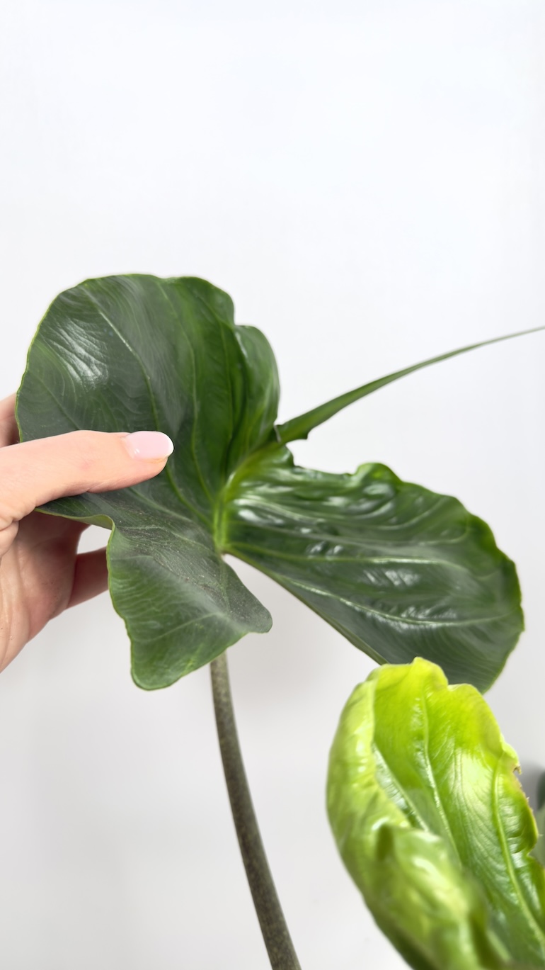 Alocasia Macrorrhiza Stingray