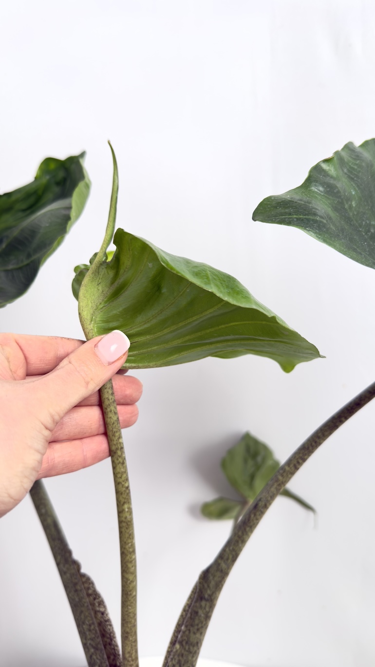 Alocasia Macrorrhiza Stingray