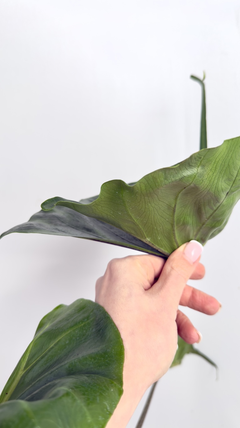 Alocasia Macrorrhiza Stingray