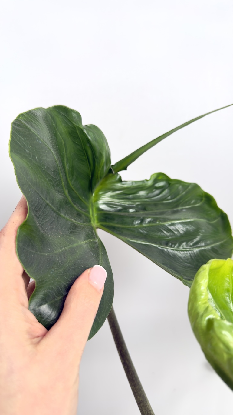 Alocasia Macrorrhiza Stingray