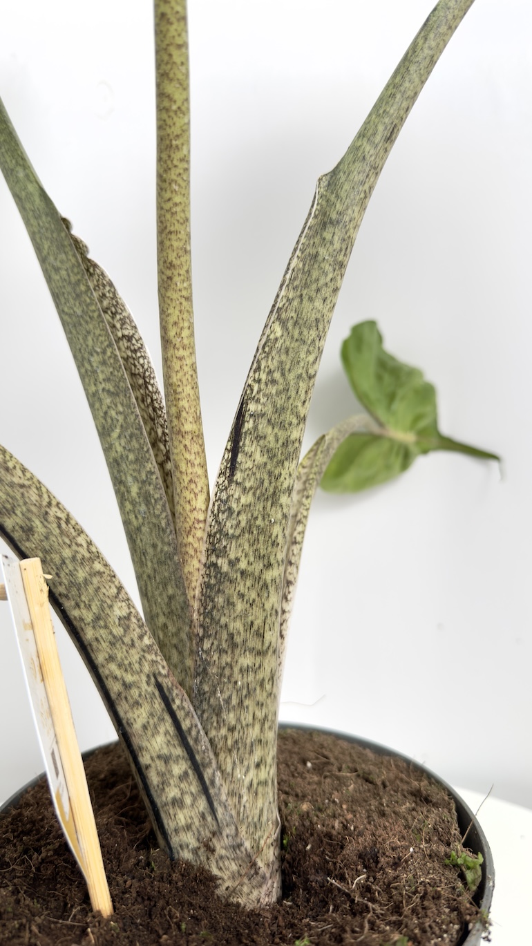 Alocasia Macrorrhiza Stingray