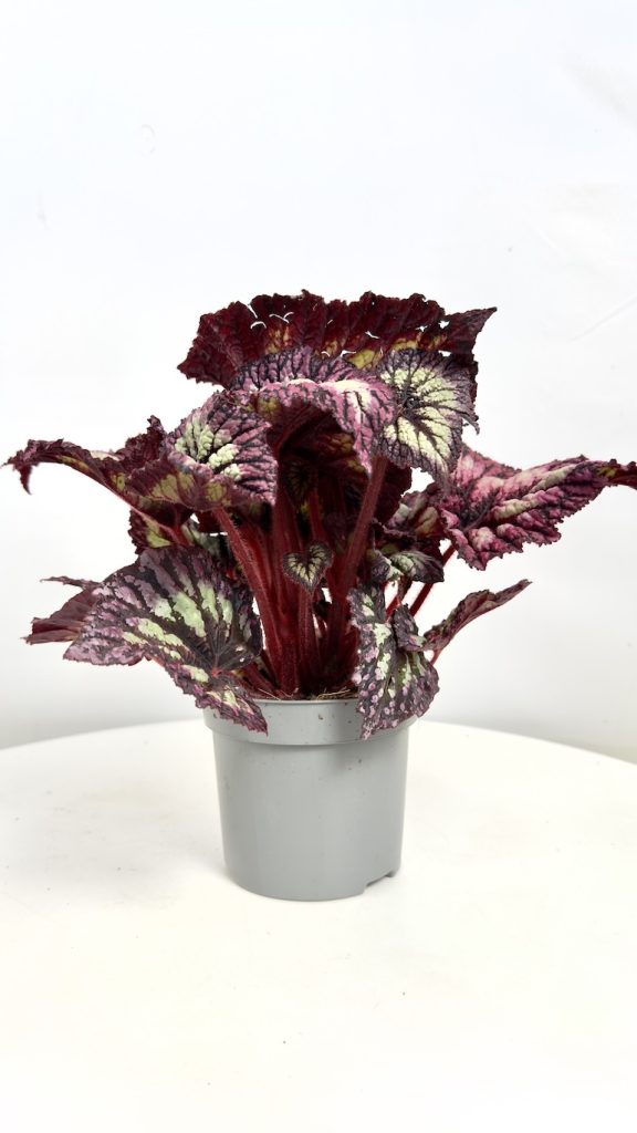 Begonia Rex
