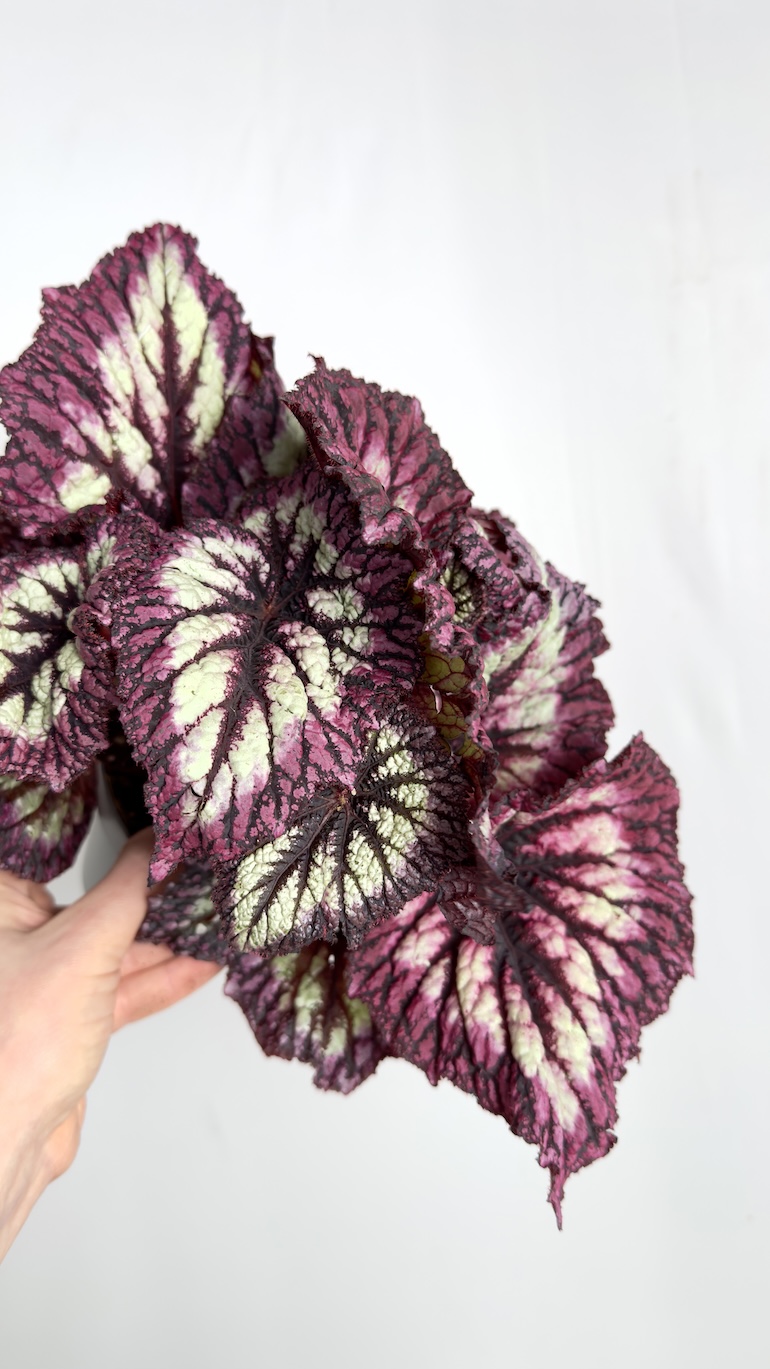 Begonia Rex