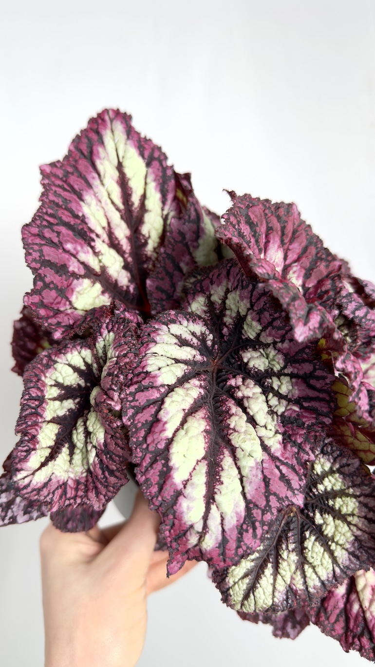 Begonia Rex