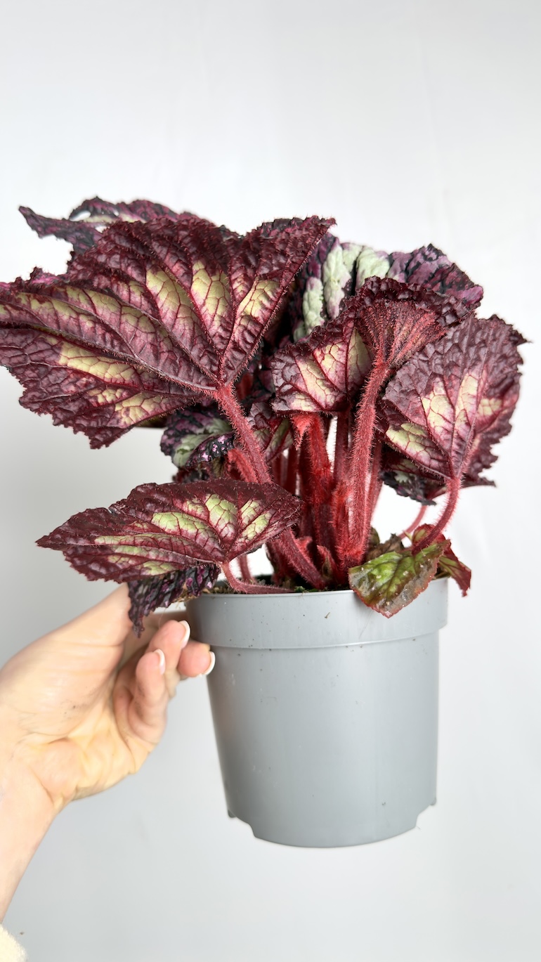 Begonia Rex